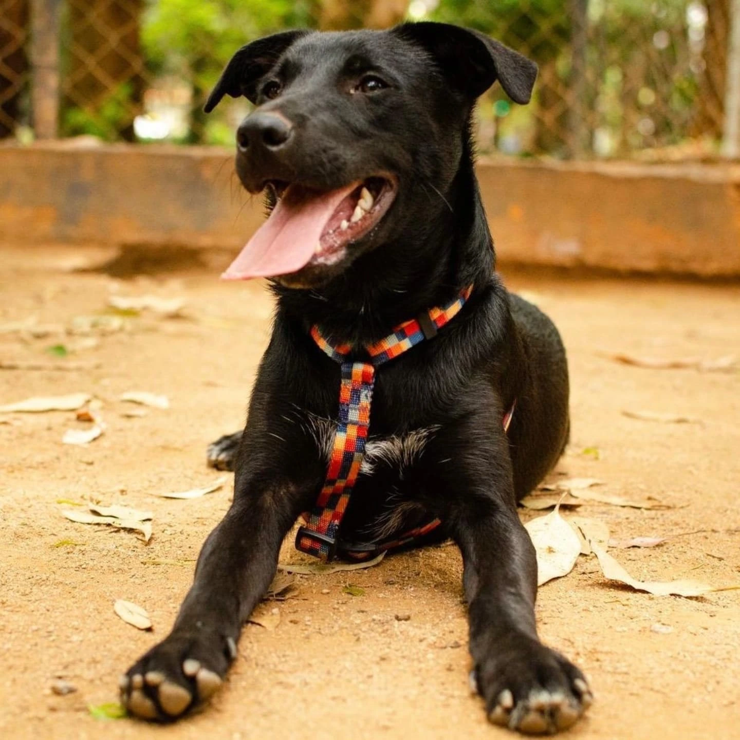 Cachorro macho